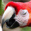 Parrot