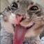 Iamrigbycat