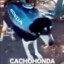 cachohonda