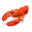 LobsterBoi