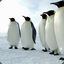 Penguins Army (*.*)
