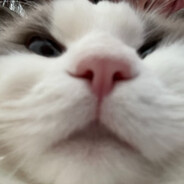 无敌旋风炸薯条