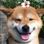 Shiba