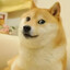doge(cf306006)