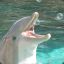 BUBBLES THE TALKING DOLPHIN