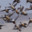 A Flock of Birds 