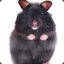 BlackHamster