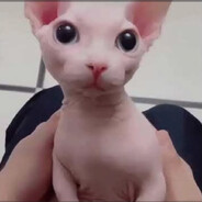 sphynx avatar