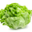 lettuce