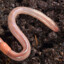 A Senile Earthworm