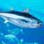 Tickle my tuna
