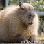 SeriousCapybara