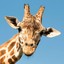 LaGirafe