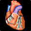 The Cardiovascular System