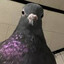 PIGEON