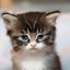 Meow