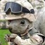 Sgt.Squirrel