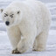 a wild polar bear