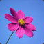 flordevidaloka