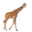 LA Zoo | Giraffe(too drunk)
