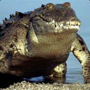 interiorcrocodilealligator 🐊