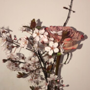 你说你喜欢吃兰宗菜