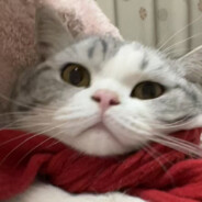 大调查一下季伯常