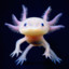 Axoxolotl