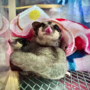 แมวตัวโปรด