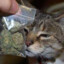 gato420