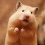 this_hamster