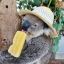 A Real Koala