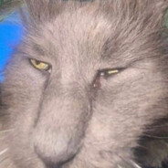 куриный кубик)