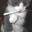 El gato marihuanero