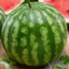 sxtxmelon