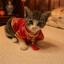 猫(Māo)