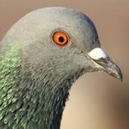 Smidgen of Pigeon