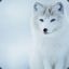 Teh Arctic Fox | Calm Thyself |