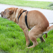 Двухпапный