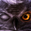 midniteowl