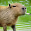 capybara420