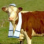Jewishcow