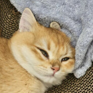 杀我自动下载原神