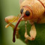 Fuck ass Bug ass