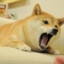 BIG_SHIBA_DOG