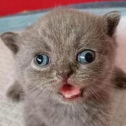 молочный зуб - steam id 76561199508965908