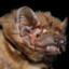 El Noctulo