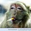 FlyingMonkey