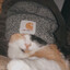 meow