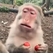 MF